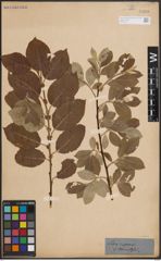 Foto von Salix caprea L.